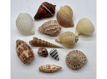 Seashell Collection Rich Browns And Beige, Medium And Small.