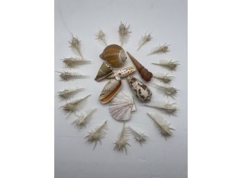 Sea Shell Collection - Unusual And Beautiful