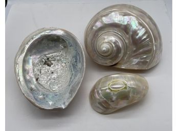 Large Shells - Beautiful Collection