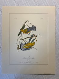 J J Audubon Print - 'Summer Red Bird'