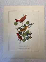 J J Audubon Print - 'Florida Jay'