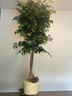 Fiscus Tree G31