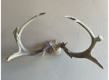 Cast Resin Deer Antlers