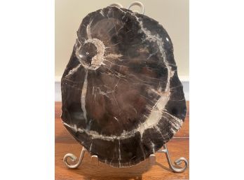 Petrified Wood Slab 2