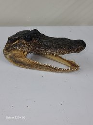 Taxidermy Alligator Crocodile Head 6 Inch