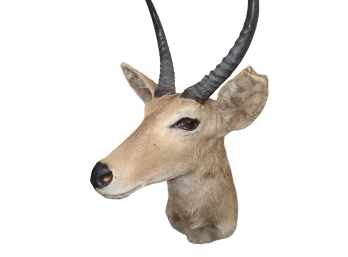 Southern African Reedbuck Antelope  Taxidermy Trophy  Beautiful  Piece