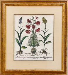 19th Century Basilius Besler Marsh Orchids Original Hand Colored Engraving