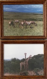 Framed Wildebeest And Giraffe Photographs