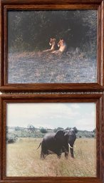 Framed Lion And Elephant Photographs