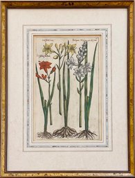 19th Century Botanical Engraving By Emanuel Sweert Hand Colored Lilies