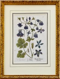 Vintage Aquilegia Botanical Watercolor Print