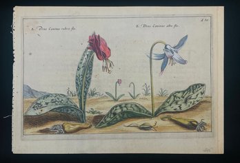 Antique Botanical Narcissus From The Hortus Floridus, Published In 1614 Woodcut On Paper