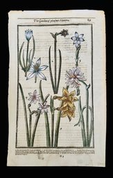 Antique Botanical Engraving Daffodils