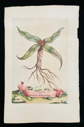 Antique Botanical The Sagittaria Sagittifolia By Munting (1696) Woodcut On Paper