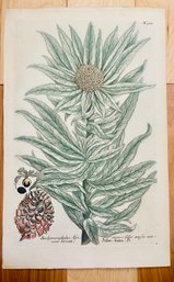 Antique Botanical Johan Weinmann 'Scolymocephalus Africanus' Woodcut On Paper