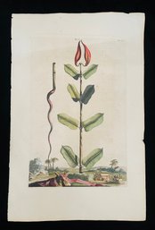 1700s Botanical Abraham Munting Colored Plate Of Apocynum Virginianum