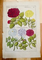 Antique Botanical Flowers Woodcut On Paper