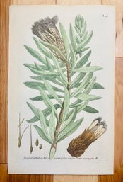 Antique Botanical Johan Weinmann 'Conifers IV' Woodcut On Paper