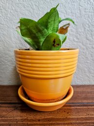 A Happy Little Plant In Orange Ceramic Pot