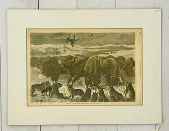 'Buffalo Bulls Protecting A Herd From Wolves' Newspaper Print From Harpers Weekly 1871