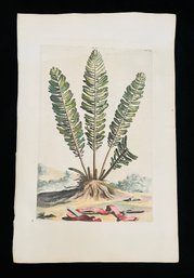 Antique Botanical Fern Woodcut On Paper