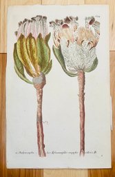Antique Botanical Johan Weinmann 'Scolymocephalus' Woodcut On Paper