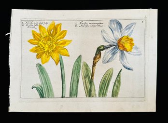 Antique Botanical Narcissus From The Hortus Floridus, Published In 1614 Woodcut On Paper