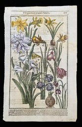 Antique Botanical Engraving The Garden Of Pleasant Flowers