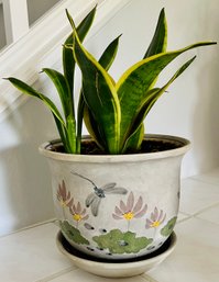 Live Snake Plant In Painted Ceramic Pot