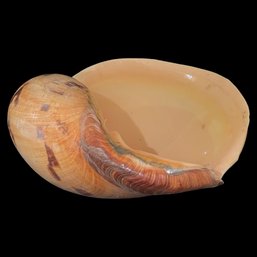 Indian Melon Shell