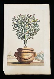 Antique Botanical Munting - Potted Cactus Opuntia Major Angustifolia Woodcut On Paper