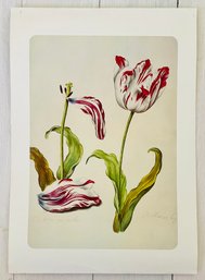 Antique Tulip Botanical Print Poster Unsigned