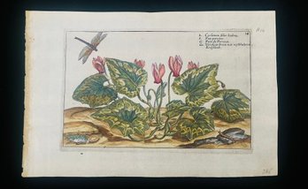 Antique Botanical Narcissus From The Hortus Floridus, Published In 1614 Woodcut On Paper