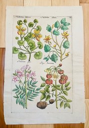Antique Botanical By Emanuel Sweerts (1552-1612) Woodcut On Paper