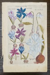 Antique Botanical Tulips Woodcut On Paper