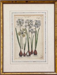 19th Century Framed Botanical Hand Colored Engraving  By Emanuel Sweert Narcissus Species