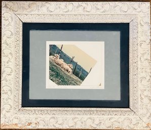 'lazy Day' Italian Sheep Color Photograph  By Scanlon-Framed