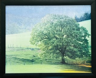 Tree In Meadow Framed Print