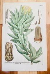 Antique Botanical Johan Weinmann 'Conifers I' Woodcut On Paper