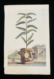 Antique Botanical Munting, Abraham ' Herba Viva Chinensis Arborescens ' Woodcut