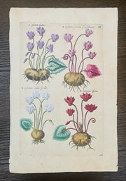 Antique Botanical Sweert, Emanuel 'Cyclamina' Flowers Woodcut On Paper