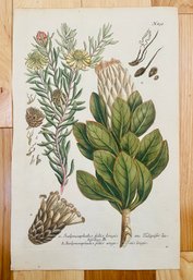 Antique Botanical Johan Weinmann 'Conifers III' Woodcut On Paper