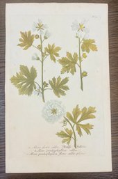 Antique Botanical Flower Woodcut On Paper