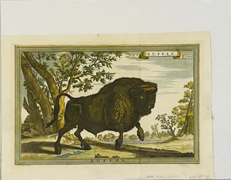 'Buffle' Buffalo Engraving Plate