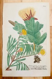Antique Botanical Johan Weinmann 'Conifers II' Woodcut On Paper