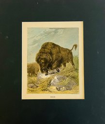 Circa 1920 'Bison' Print