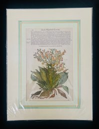 Antique Botanical Engraving By W Meyerpecic 1583