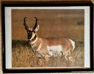 Antelope Posing In The Field Print In Frame