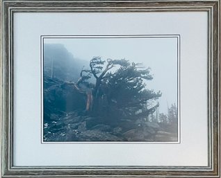 Framed Tree Photo