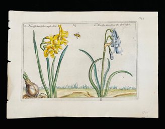 Antique Botanical Narcissus From The Hortus Floridus, Published In 1614 Woodcut On Paper